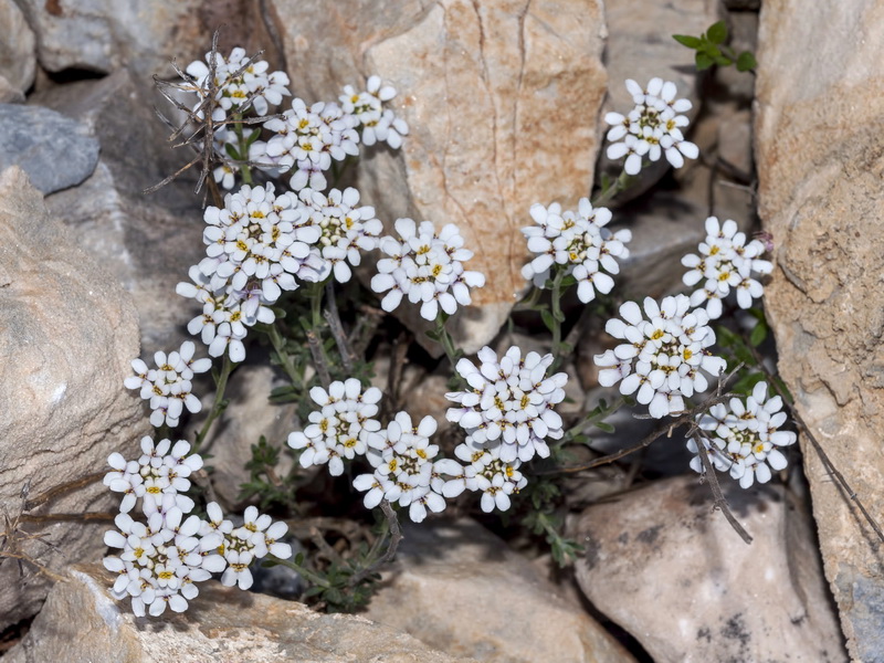 Iberis saxatilis cinerea.03