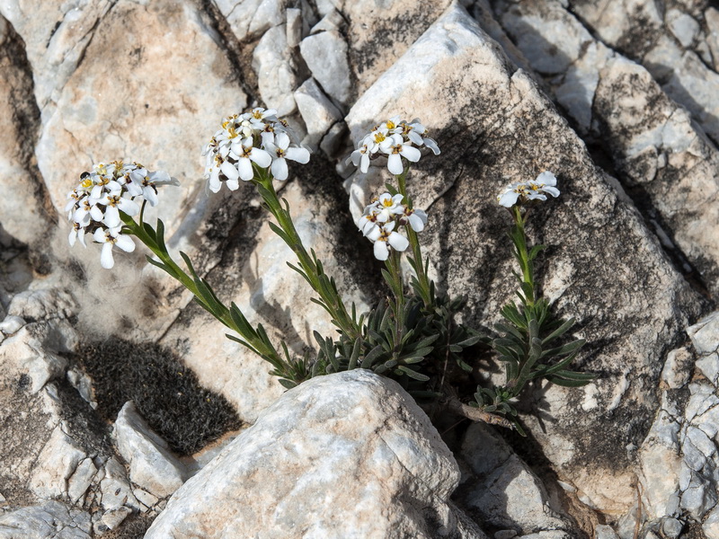 Iberis saxatilis cinerea.04