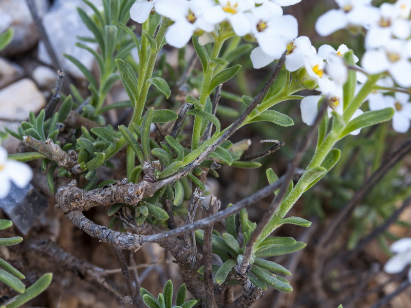 Iberis saxatilis cinerea.07