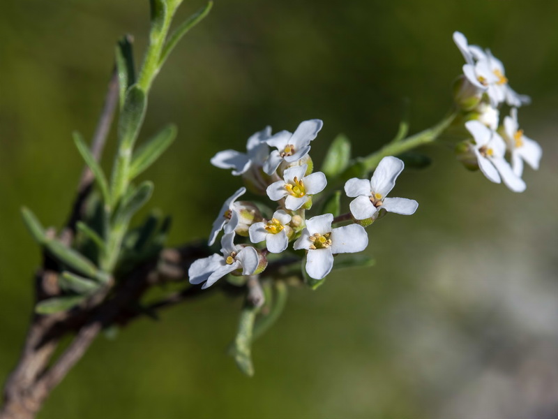 Iberis saxatilis cinerea.10