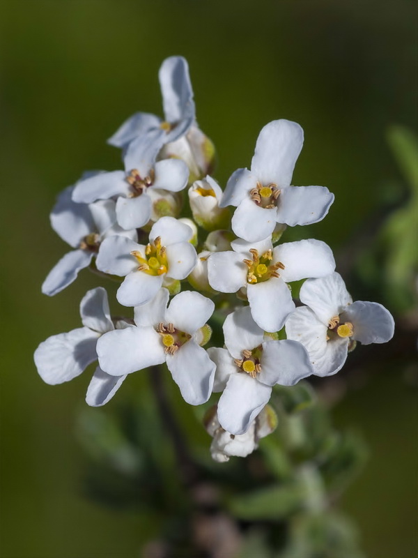 Iberis saxatilis cinerea.12