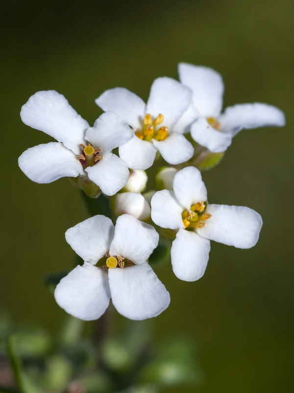 Iberis saxatilis cinerea.13