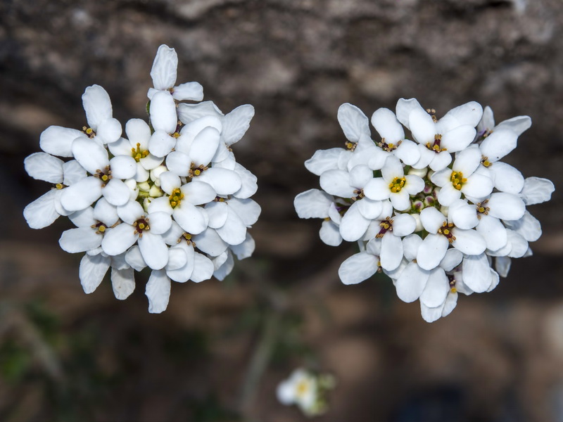 Iberis saxatilis cinerea.15