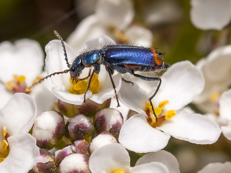 Iberis saxatilis cinerea.18