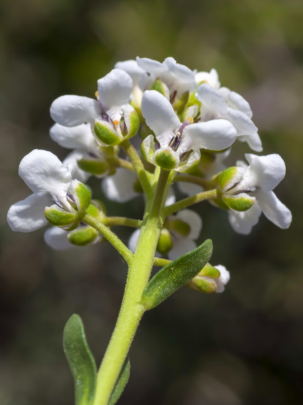 Iberis saxatilis cinerea.20