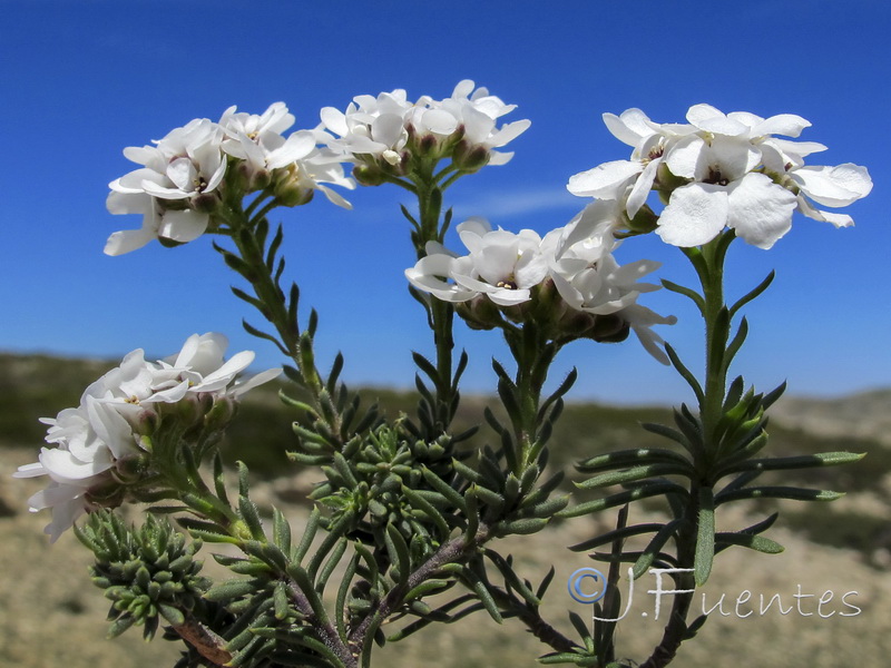 Iberis saxatilis cinerea.25