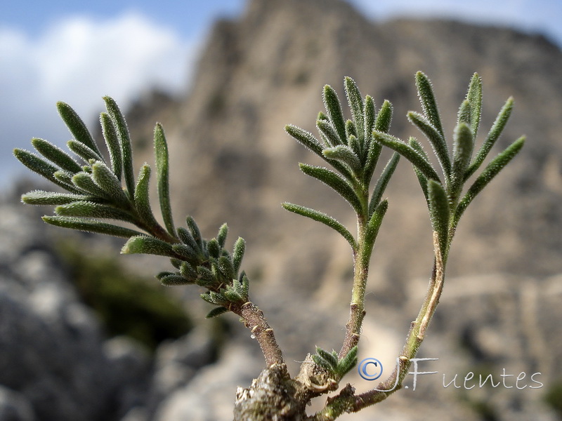 Iberis saxatilis cinerea.29