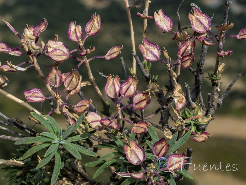 Iberis saxatilis cinerea.35