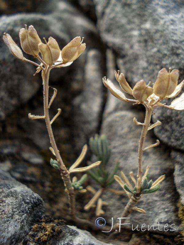 Iberis saxatilis cinerea.36