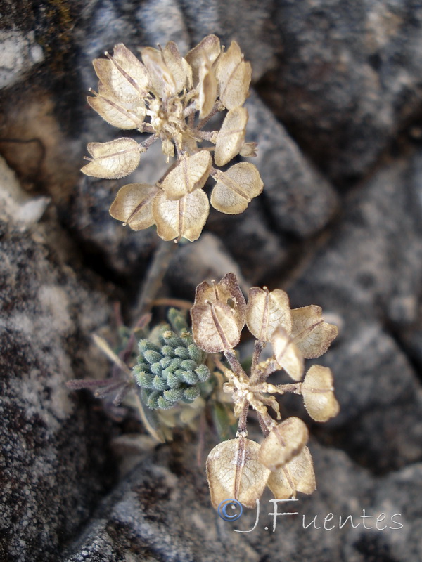 Iberis saxatilis cinerea.37