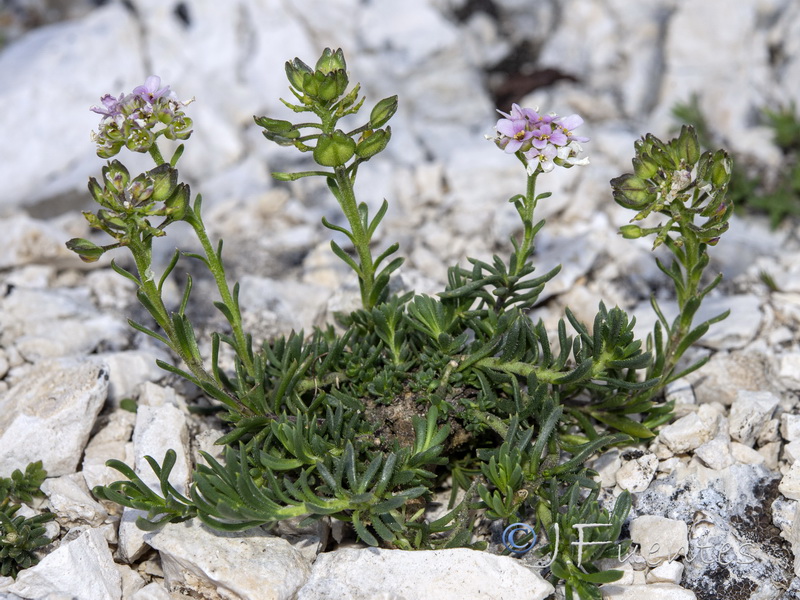 Iberis saxatilis saxatilis.01