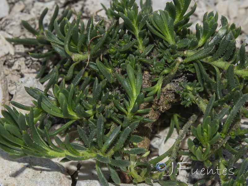 Iberis saxatilis saxatilis.02