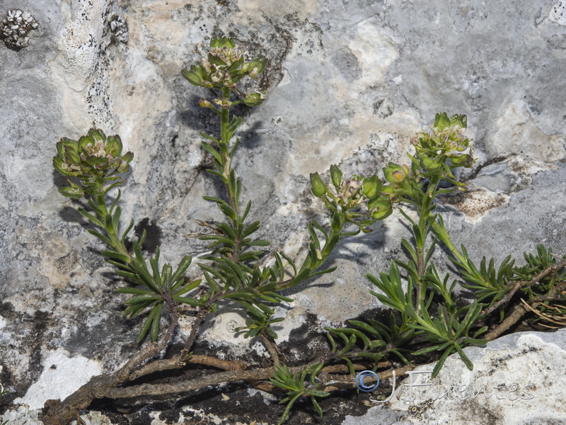 Iberis saxatilis saxatilis.03