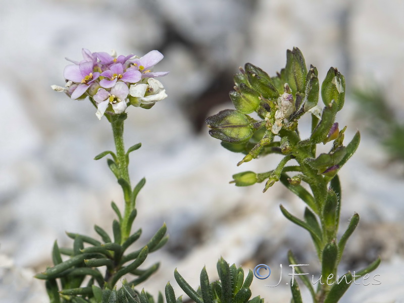 Iberis saxatilis saxatilis.04