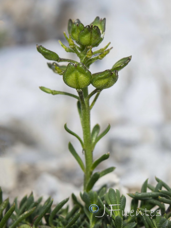 Iberis saxatilis saxatilis.05