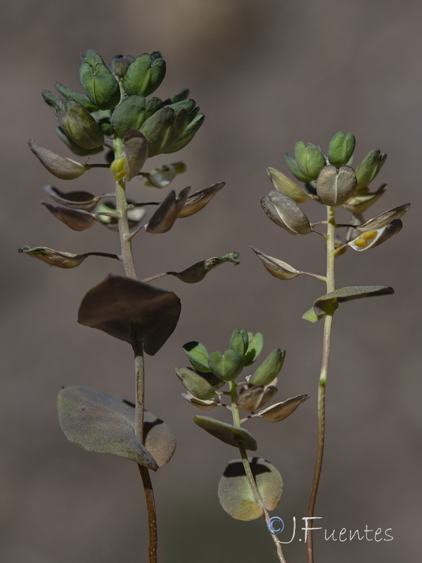 Ihsanalshehbazia granatensis.01