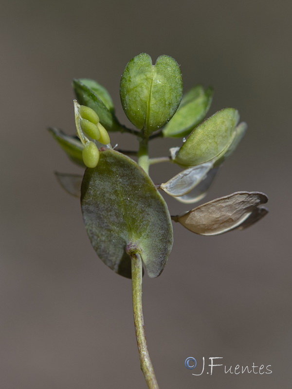 Ihsanalshehbazia granatensis.02