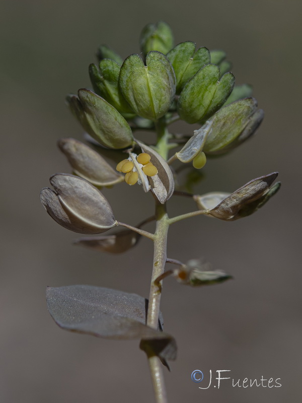 Ihsanalshehbazia granatensis.03