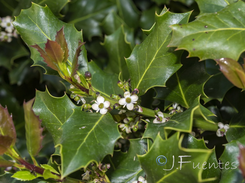 Ilex aquifolium.01