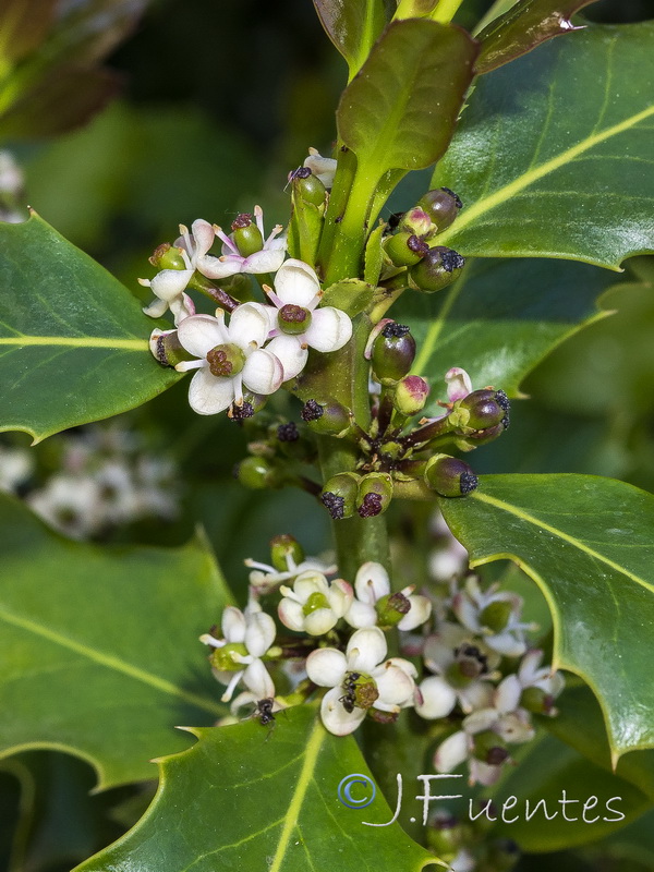 Ilex aquifolium.02