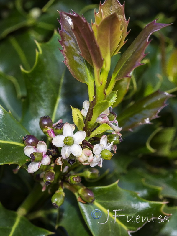 Ilex aquifolium.03