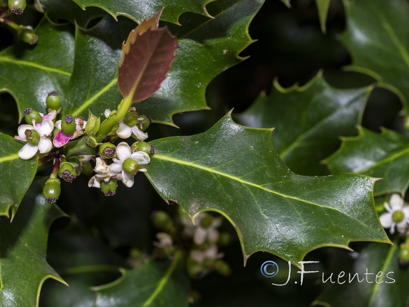 Ilex aquifolium.04
