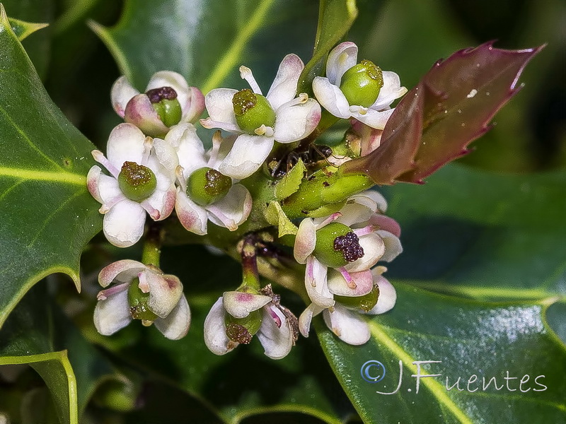 Ilex aquifolium.05