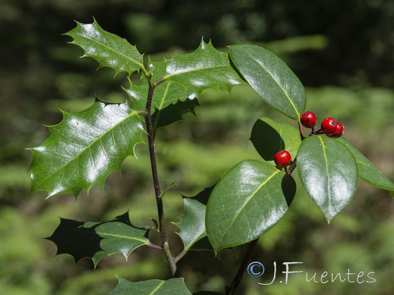 Ilex aquifolium.06