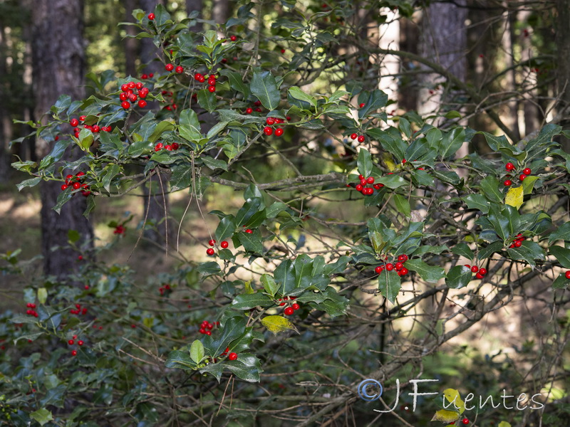 Ilex aquifolium.08