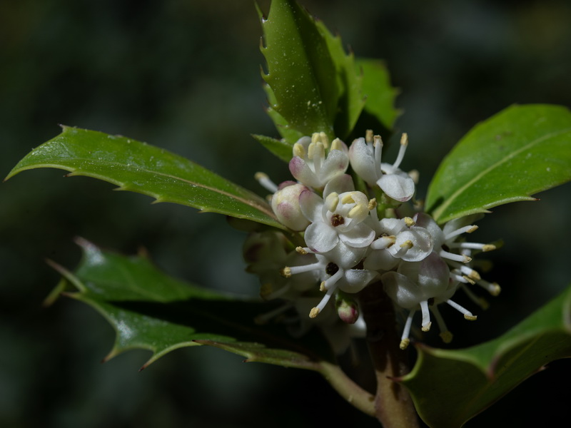 Ilex aquifolium.09