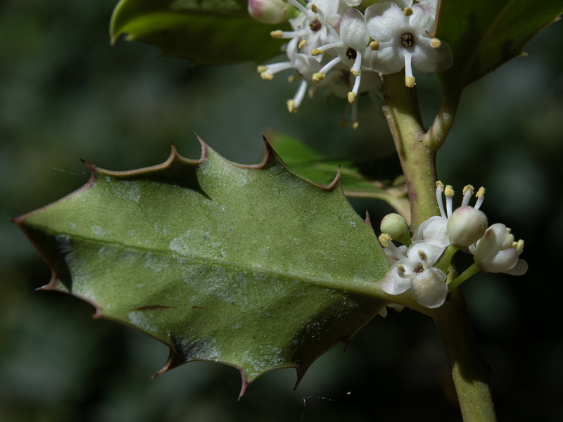 Ilex aquifolium.04