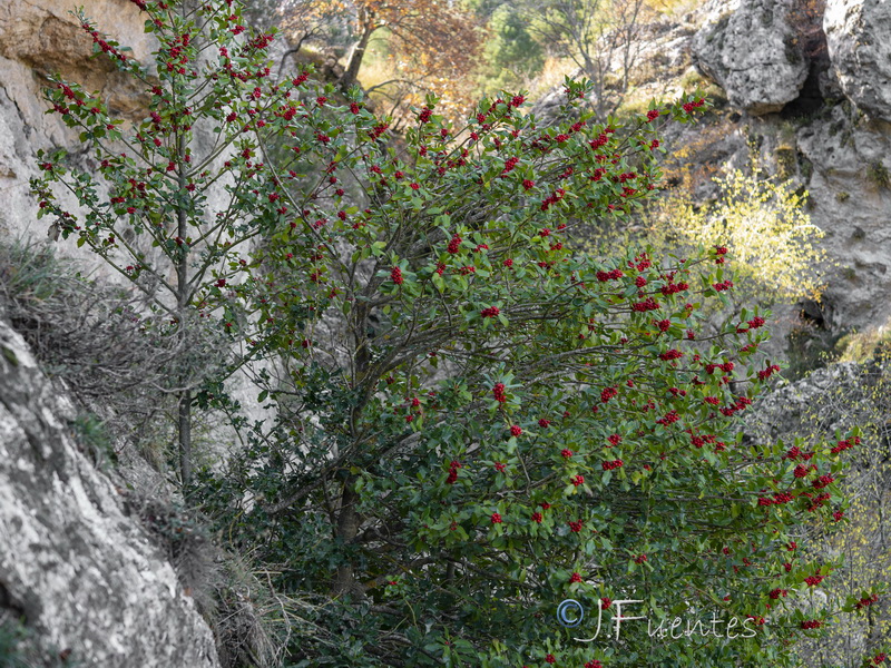 Ilex aquifolium.27