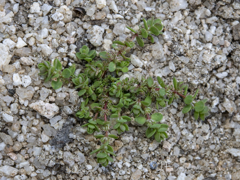 Illecebrum verticillatum.10