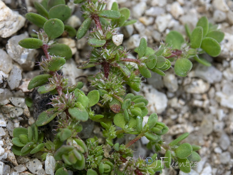 Illecebrum verticillatum.11