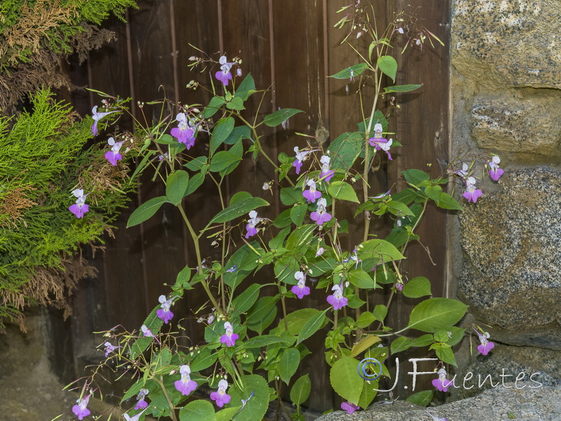 Impatiens balfourii.01