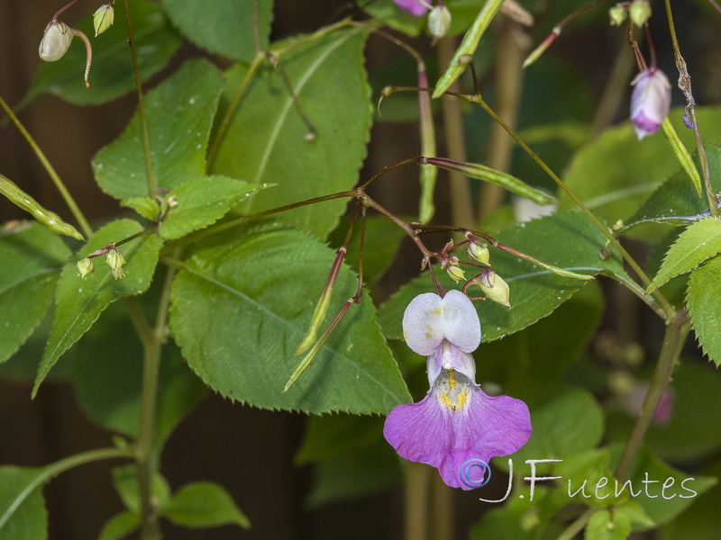 Impatiens balfourii.02
