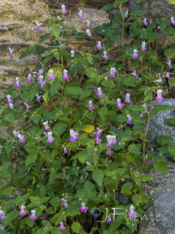 Impatiens balfourii.03