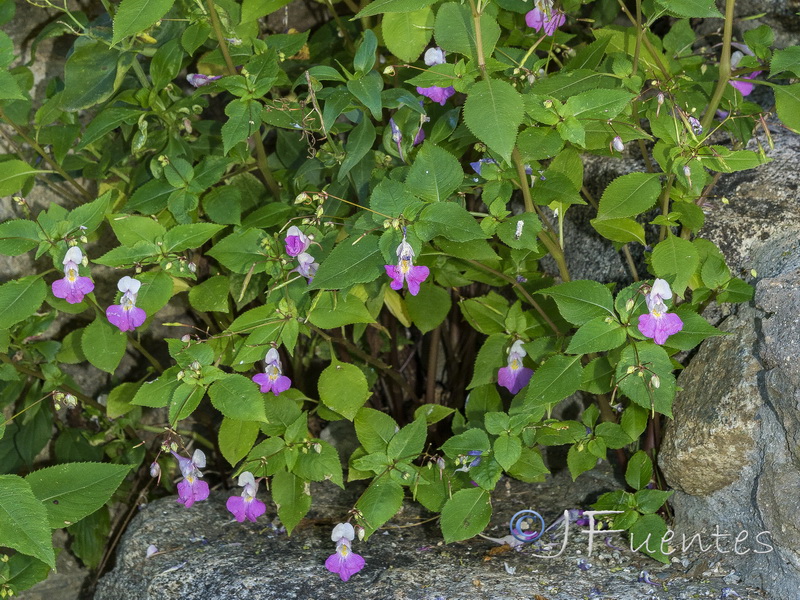 Impatiens balfourii.04