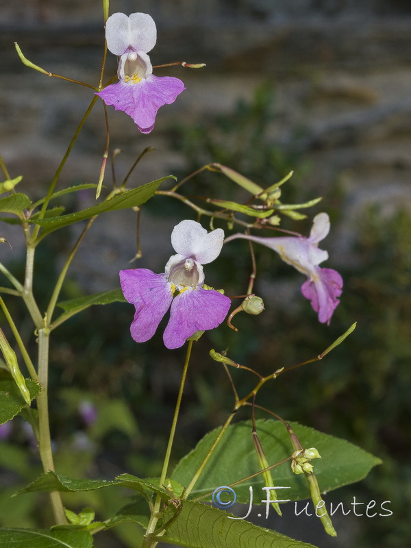 Impatiens balfourii.06