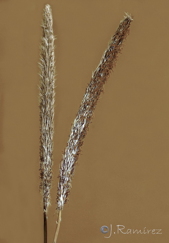 Imperata cylindrica.01
