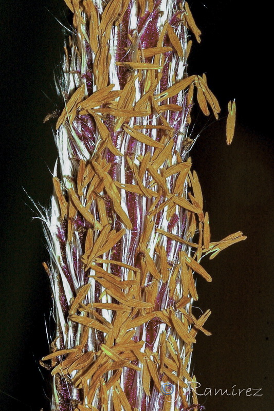 Imperata cylindrica.02