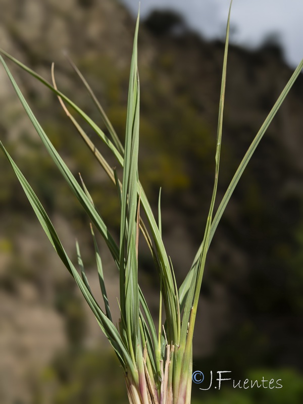 Imperata cylindrica.09