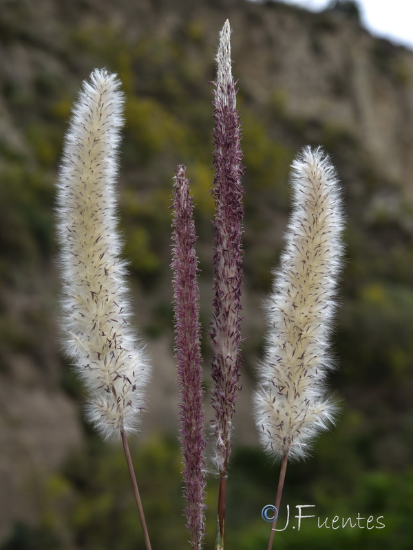 Imperata cylindrica.10