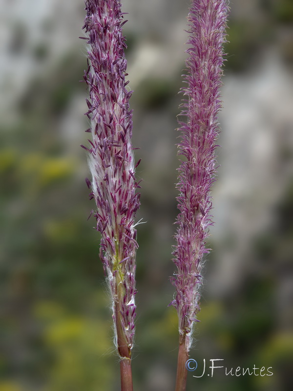 Imperata cylindrica.11