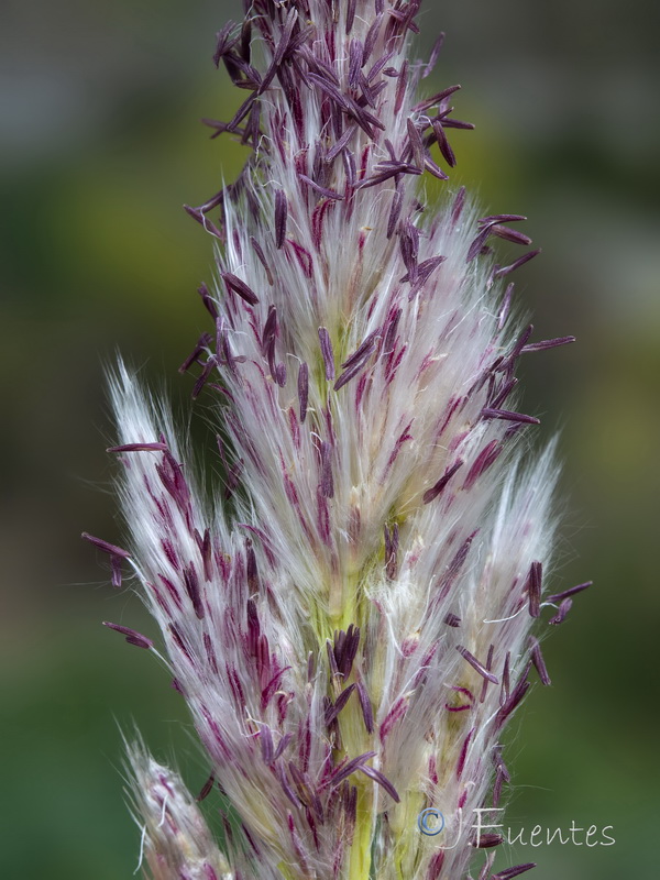 Imperata cylindrica.12