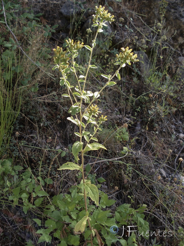 Inula conyza.01