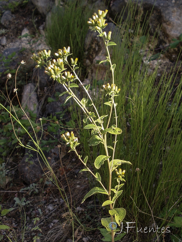 Inula conyza.03