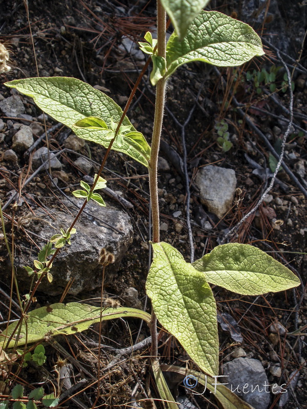 Inula conyza.04