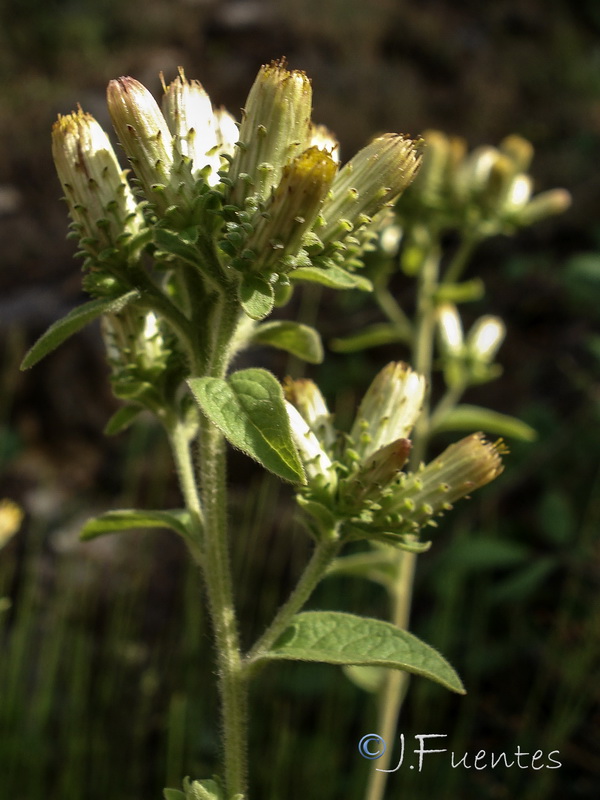 Inula conyza.05