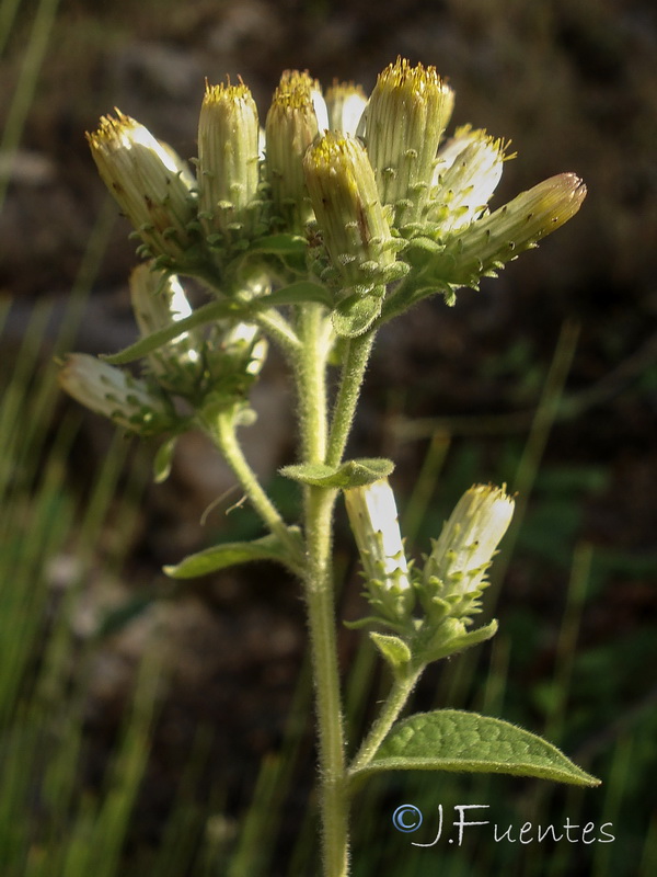 Inula conyza.06